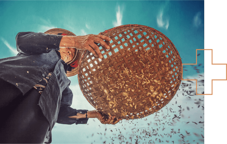 An older farmer shakes a basket full of plants