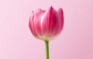 A pink flower