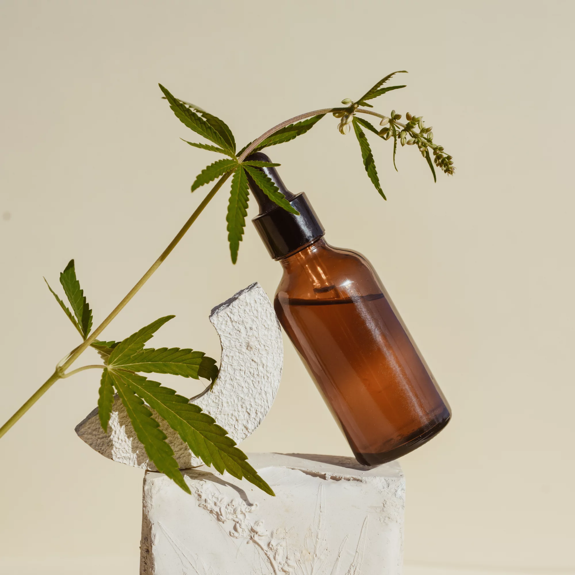 A bottle of CBD oil prepared up against a few hemp plants