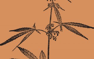 A drawing of a plant on an orange background
